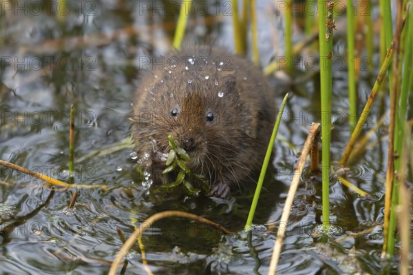 Water vole (Arvicola amphibius) adult animal eating pond weed on a lake in the summer, England,