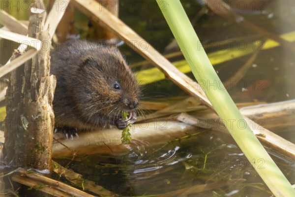 Water vole (Arvicola amphibius) adult animal eating pond weed on a lake in the summer, England,