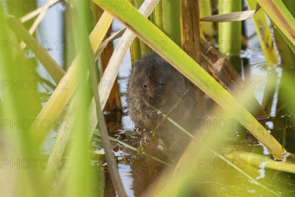 Water vole (Arvicola amphibius) adult animal eating a reed stem in a pond in the summer, England,