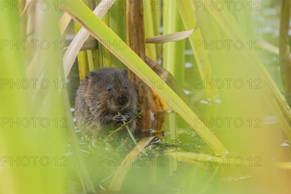 Water vole (Arvicola amphibius) adult animal eating a reed stem in a pond in the summer, England,