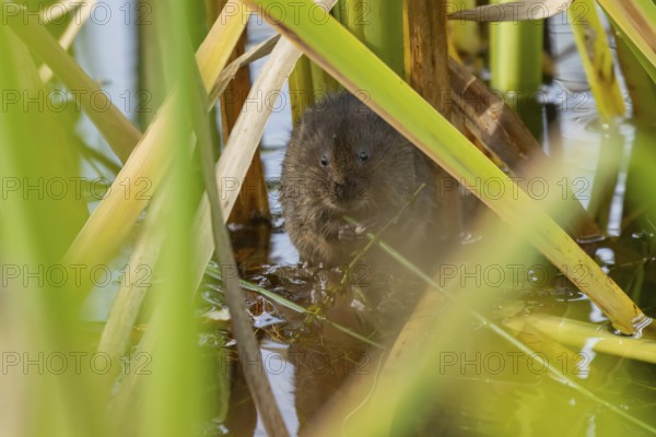 Water vole (Arvicola amphibius) adult animal eating a reed stem in a pond in the summer, England,