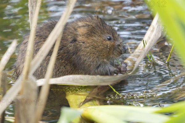 Water vole (Arvicola amphibius) adult animal eating a reed stem in a pond in the summer, England,