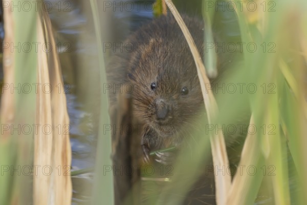 Water vole (Arvicola amphibius) adult animal eating a reed stem in a pond in the summer, England,