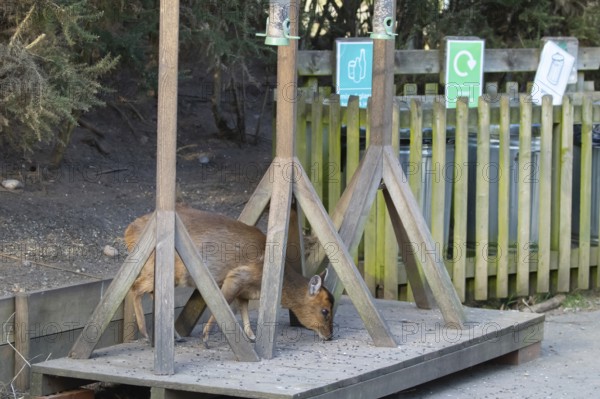 Muntjac deer (Muntiacus reevesi) adult animal feeding underneath bird feeders, RSPB Minsmere nature