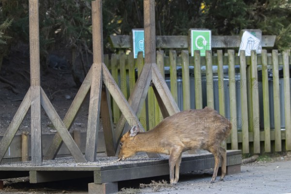 Muntjac deer (Muntiacus reevesi) adult animal feeding underneath bird feeders, RSPB Minsmere nature