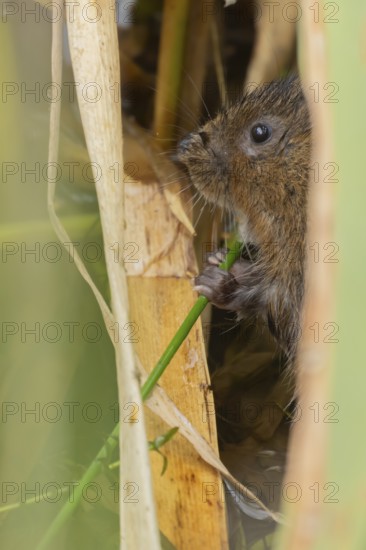 Water vole (Arvicola amphibius) adult animal eating a reed stem in a pond in the summer, England,