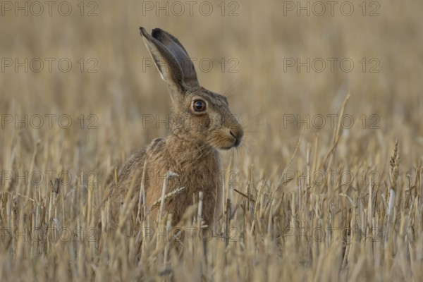 European brown hare (Lepus europaeus) adult animal in a farmland stubble field in the summer,