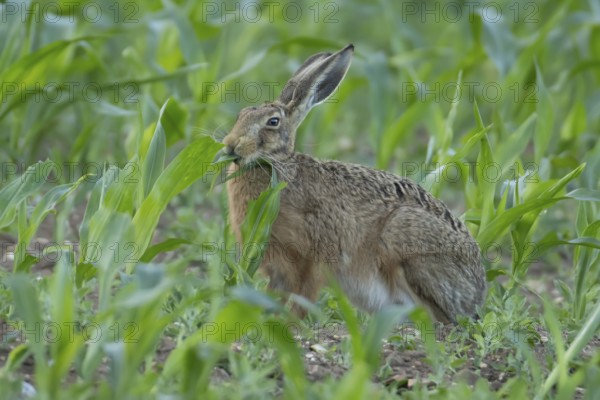 European brown hare (Lepus europaeus) adult animal eating a maize leaf in a farmland field in the