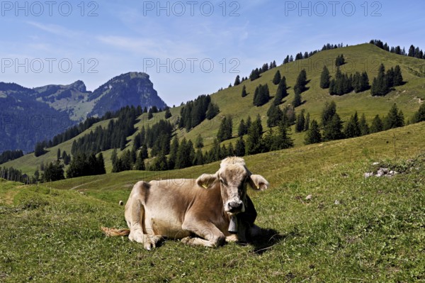 Brown Swiss cattle, cow sitting in meadow on an alp, behind the small and large Aubrig, Innerthal,