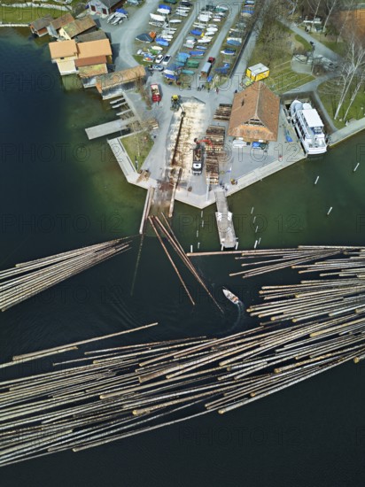 Raft of felled tree trunks at the landing stage where the trunks are pulled ashore and cut to size