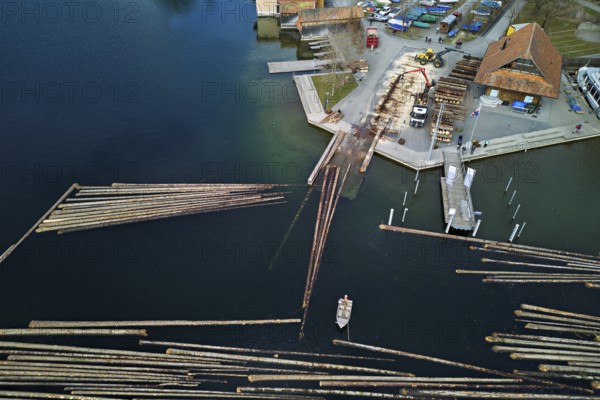 Raft of felled tree trunks at the landing stage where the trunks are pulled ashore and cut to size