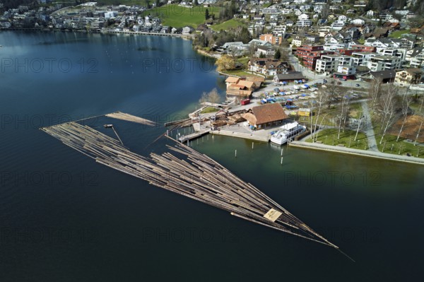 Raft of felled tree trunks at the landing stage where the trunks are pulled ashore and cut to size