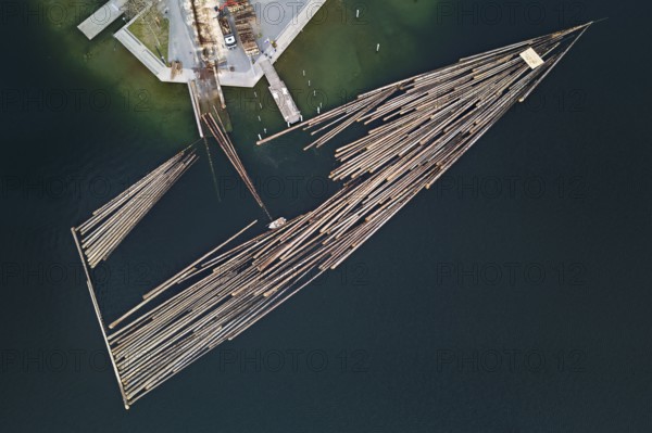 Raft of felled tree trunks at the landing stage where the trunks are pulled ashore and cut to size