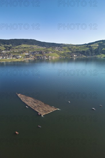 Forestry workers float a raft of felled tree trunks from the Bergmatt across the Ägerisee to the