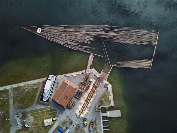 Raft of felled tree trunks at the landing stage where the trunks are pulled ashore and cut to size