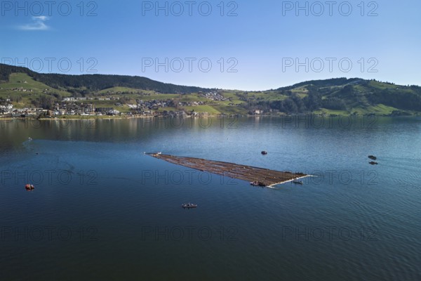 Forestry workers float a raft of felled tree trunks from the Bergmatt across the Ägerisee to the