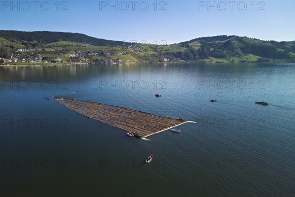 Forestry workers drive a raft of felled tree trunks from the Bergmatt across Lake Aegeri to the
