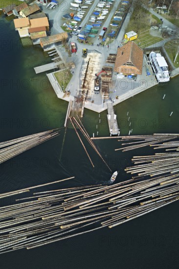 Raft of felled tree trunks at the landing stage where the trunks are pulled ashore and cut to size