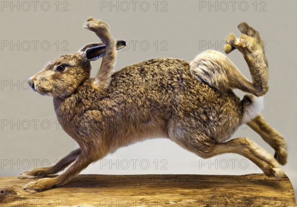 Stuffed, eight-legged hare, exhibit in the Münchhausen Museum, Münchhausen town of Bodenwerder,
