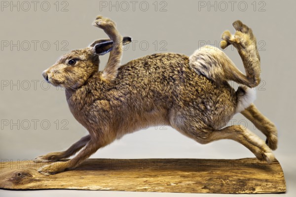 Stuffed, eight-legged hare, exhibit in the Münchhausen Museum, Münchhausen town of Bodenwerder,
