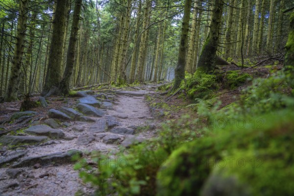 A forest path leads through a quiet, green forest with moss-covered trees, Mummelsee, Seebach,
