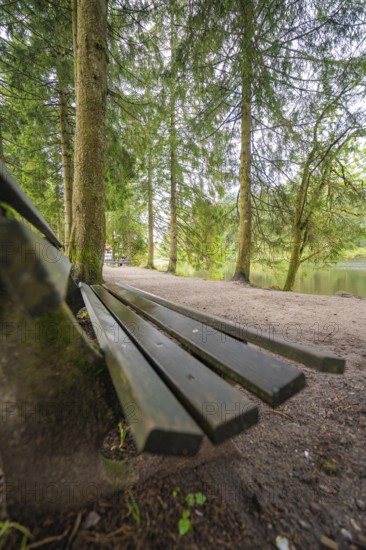 Wooden bench in a quiet wooded area, surrounded by tall trees, Mummelsee, Seebach, Ortenau