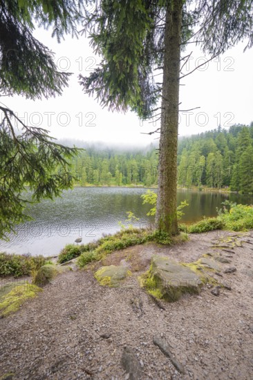 A lake surrounded by forests and mist offers a peaceful atmosphere, Mummelsee, Seebach, Ortenau