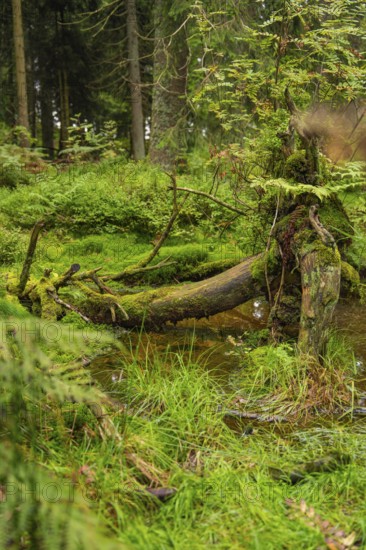 A fallen tree stump covered with moss in a dense forest, Mummelsee, Seebach, Ortenau district,