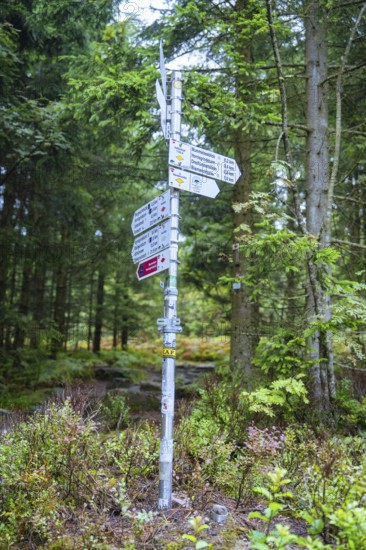 A signpost with several signs stands in a dense forest for orientation, Mummelsee, Seebach, Ortenau