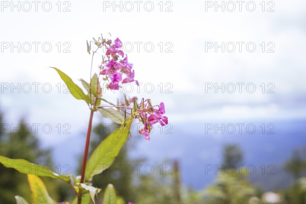 Close-up of a pink flower against a blurred background of mountains and sky, Mummelsee, Seebach,