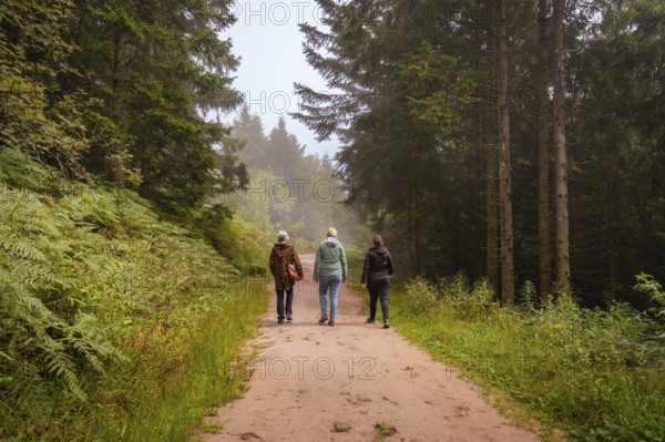 Three people walking on a forest path between tall trees in a relaxed atmosphere, Mummelsee,