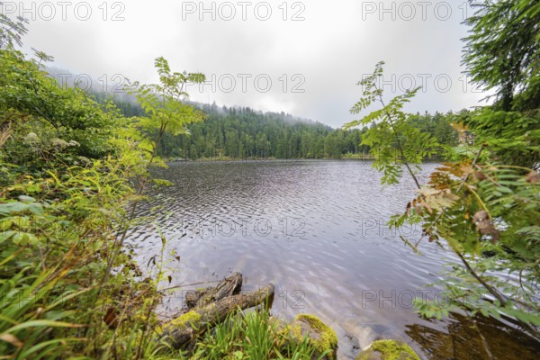 Misty lake surrounded by dense forest and lush vegetation, Mummelsee, Seebach, Ortenau district,