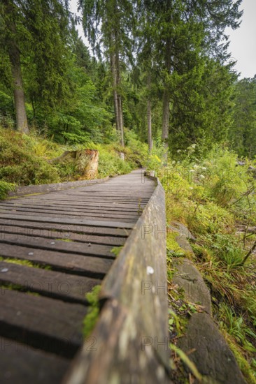 A wooden path winds its way through a dense, green forest, Mummelsee, Seebach, Ortenau district,