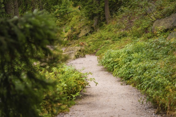 Forest path lined with dense green vegetation, Mummelsee, Seebach, Ortenau district, Black Forest,
