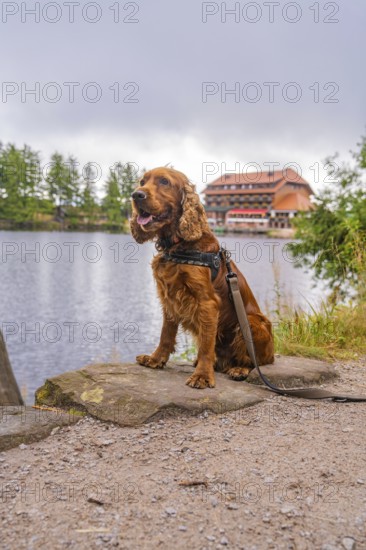 Sitting dog at the lake with building in the background, Mummelsee, Seebach, Ortenau district,