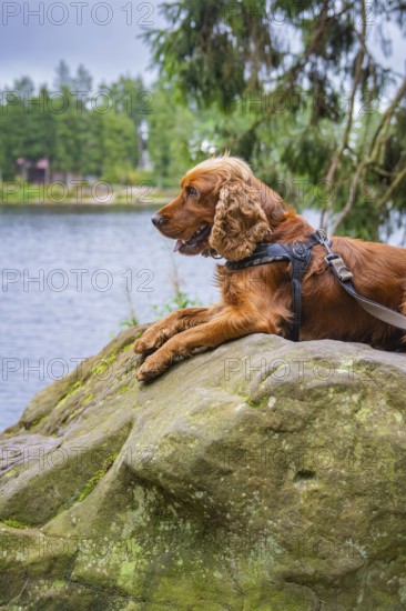 A brown dog lies on a rock overlooking a lake in a forest setting, Mummelsee, Seebach, Ortenau