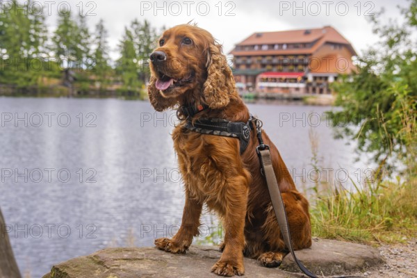 Dog on the shore with building in the background, surrounded by nature, Mummelsee, Seebach, Ortenau