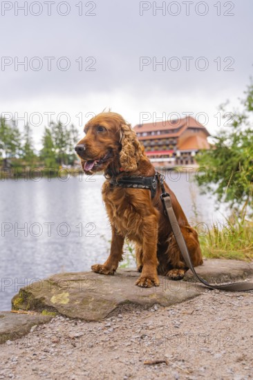 Dog at the lake in front of a building, surrounded by green nature, Mummelsee, Seebach, Ortenau