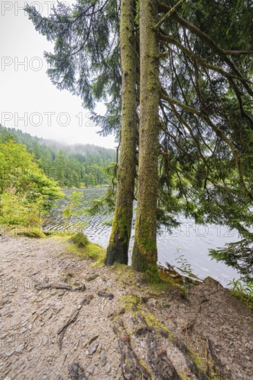 Two trees on the shore of a lake, surrounded by forest, Mummelsee, Seebach, Ortenau district, Black