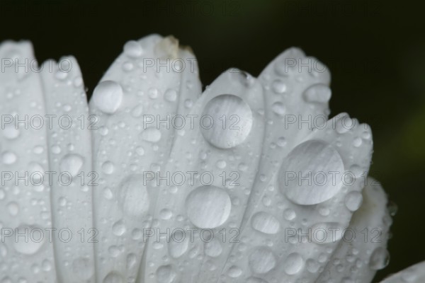 Oxeye daisy (Leucanthemum vulgare) single flower in summer with water droplets, England, United