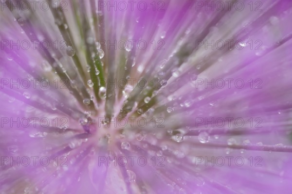 Allium garden flower with water droplets, England, United Kingdom