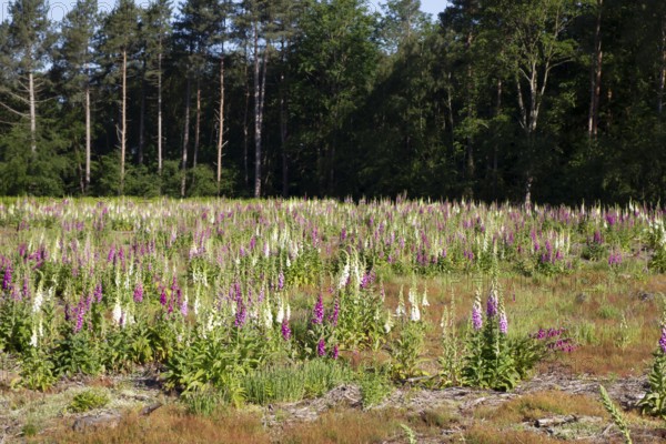 Foxglove (Digitalis purpurea) flowers in a woodland in summer, England, United Kingdom