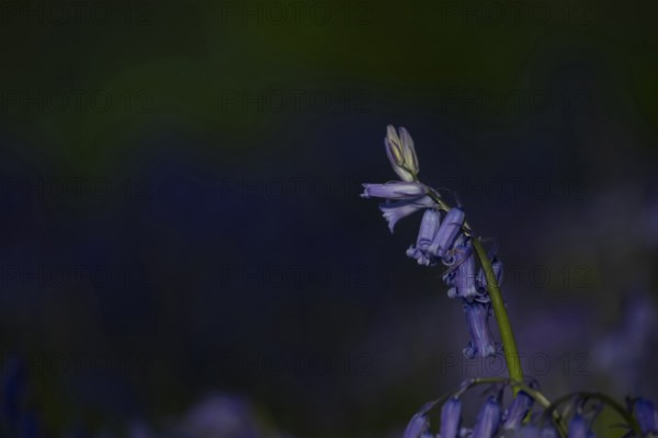 Common English bluebell (Hyacinthoides non-scripta) flower in a woodland in spring, England, United