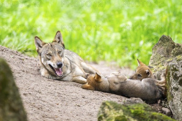 Eurasian wolf (Canis lupus lupus) mother playing with her cub (youngster) on a little sand hill in