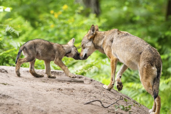 Eurasian wolf (Canis lupus lupus) mother playing with her cub (youngster) on a little sand hill in