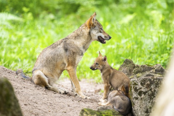 Eurasian wolf (Canis lupus lupus) mother playing with her cub (youngster) on a little sand hill in