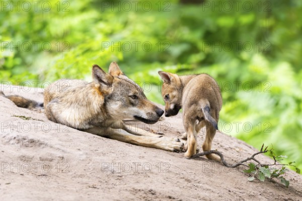 Eurasian wolf (Canis lupus lupus) mother playing with her cub (youngster) on a little sand hill in