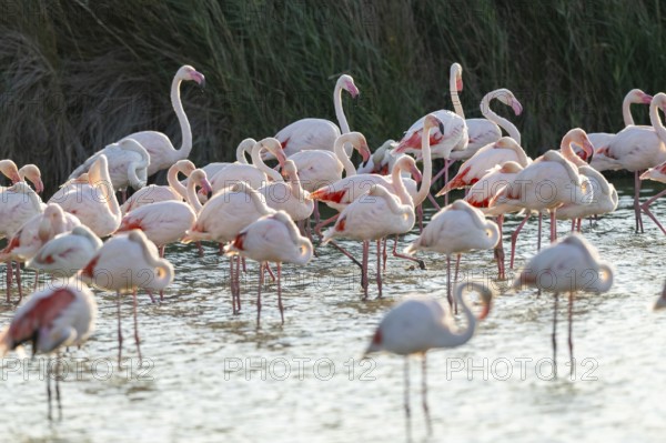 Greater Flamingos (Phoenicopterus roseus) standing in the water, Parc Naturel Regional de Camargue,