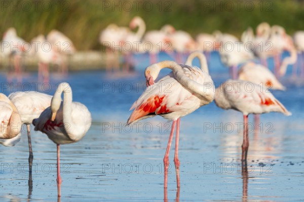 Greater Flamingos (Phoenicopterus roseus) standing in the water, Parc Naturel Regional de Camargue,