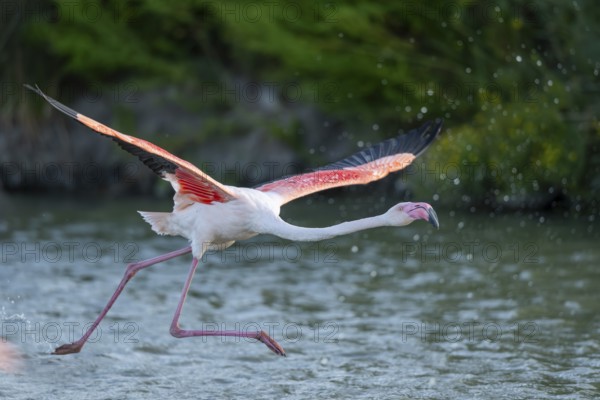 Greater Flamingo (Phoenicopterus roseus) starts flying from the water at sunset, Parc Naturel